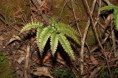 Adiantum silvaticum