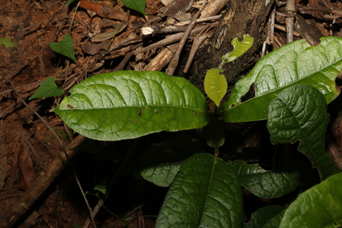 Image of Palmeria racemosa by (c) Greg Tasney, some rights reserved (CC BY-SA)