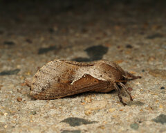 Elhamma australasiae