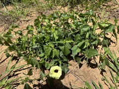 Hibiscus calyphyllus