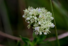 Agathisanthemum bojeri