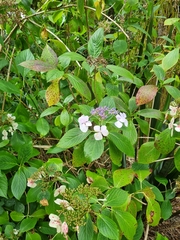 Hydrangea serrata