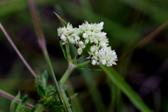 Agathisanthemum bojeri