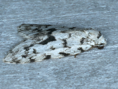 Thallarcha macilenta