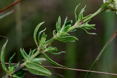Agathisanthemum bojeri