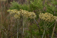 Helichrysum nudifolium