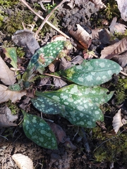 Pulmonaria officinalis