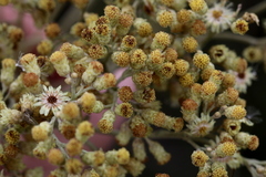 Helichrysum nudifolium