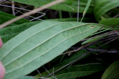 Helichrysum nudifolium