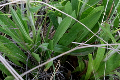 Helichrysum nudifolium