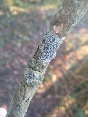 Lecidella