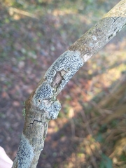 Lecidella