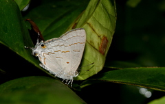 Hypolycaena philippus philippus