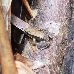 Crossodactylus gaudichaudii