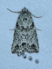 Calathusa basicunea