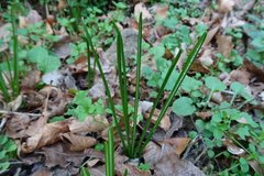 Ornithogalum umbellatum