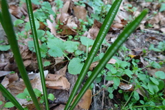 Ornithogalum umbellatum