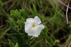 Thunbergia atriplicifolia