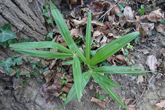 Trachycarpus fortunei
