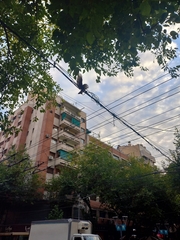 Parabuteo unicinctus