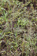 Diplachne fusca
