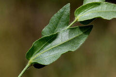 Thunbergia atriplicifolia