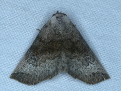 Mataeomera mesotaenia