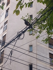 Parabuteo unicinctus