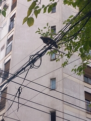 Parabuteo unicinctus