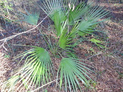 Chamaerops humilis