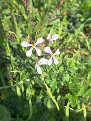 Raphanus raphanistrum