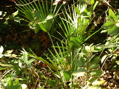 Chamaerops humilis
