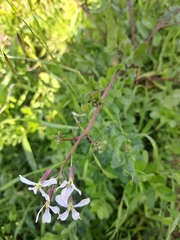 Raphanus raphanistrum