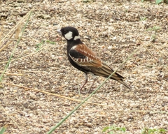 Eremopterix leucotis