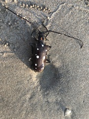 Batocera rubus