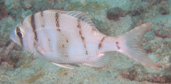 Gymnocranius griseus