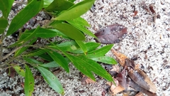 Drypetes perrieri