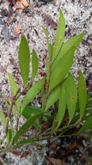 Drypetes perrieri