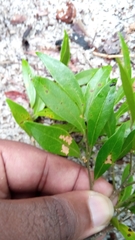 Drypetes perrieri