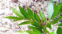 Drypetes perrieri