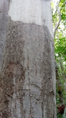 Drypetes perrieri