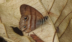 Cissia penelope