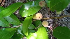 Anacolosa pervilleana image