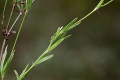 Oldenlandia herbacea