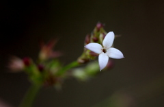 Oldenlandia herbacea