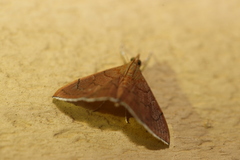 Hyalobathra