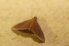 Hyalobathra