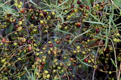 Euclea linearis