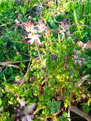 Fumaria capreolata