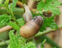 Helix pomatia
